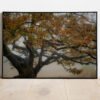 fine art print of old oak tree