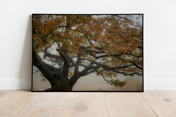 fine art print of old oak tree