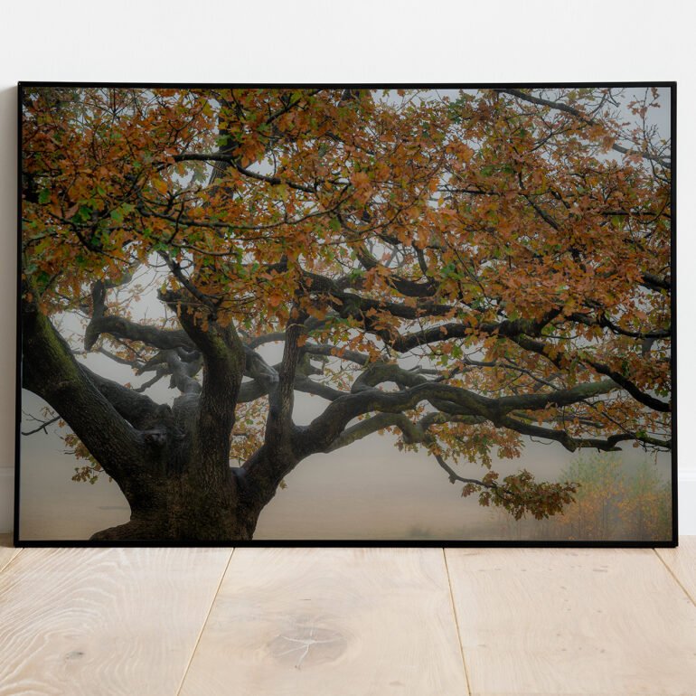 fine art print of old oak tree