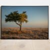 fine art print of lone pine tree at the coast