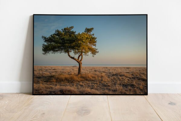 fine art print of lone pine tree at the coast