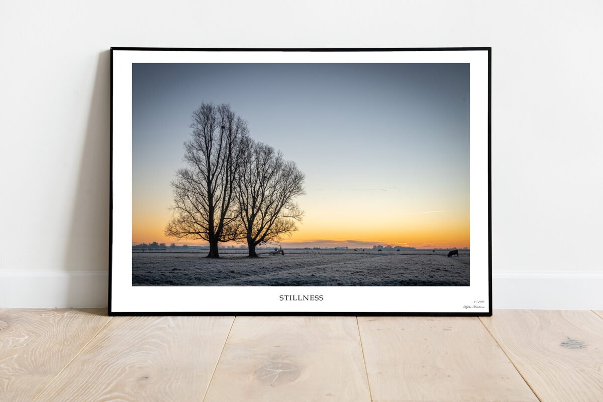 fine art print of tree and cattle in the early morning