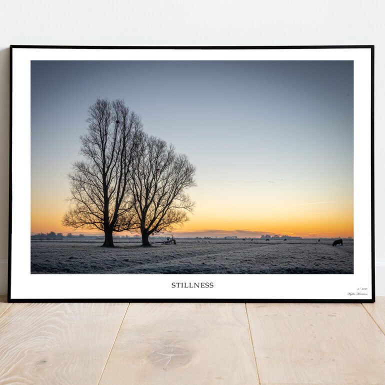 fine art print of tree and cattle in the early morning