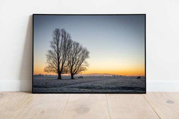 fine art print of tree and cattle in the early morning