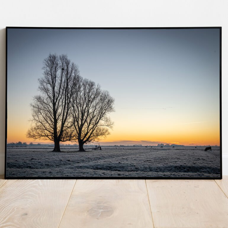 fine art print of tree and cattle in the early morning