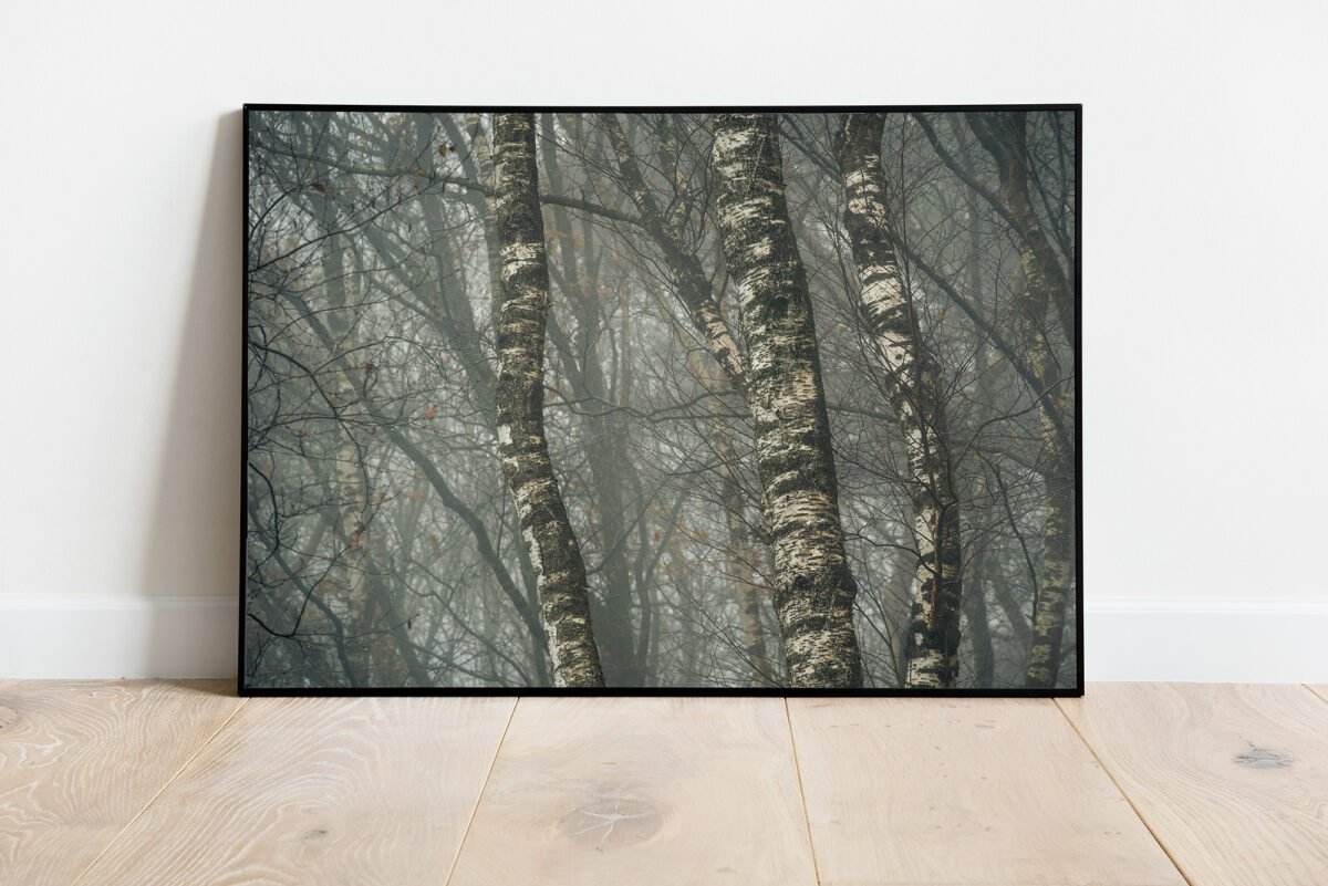 fine art print of birches in the mist