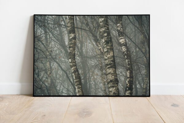 fine art print of birches in the mist