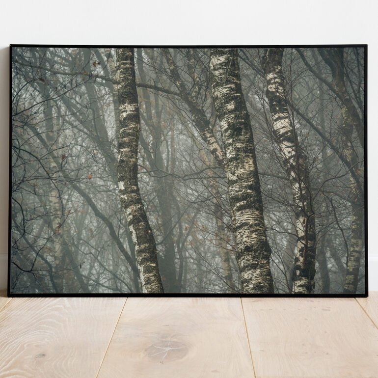 fine art print of birches in the mist