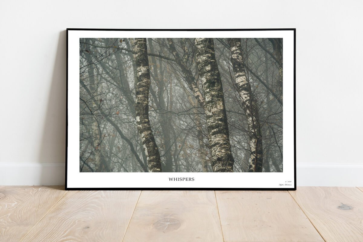 fine art print of birches in the mist