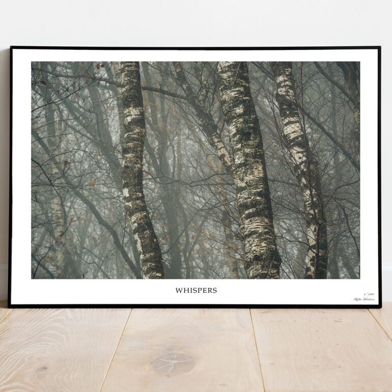 fine art print of birches in the mist