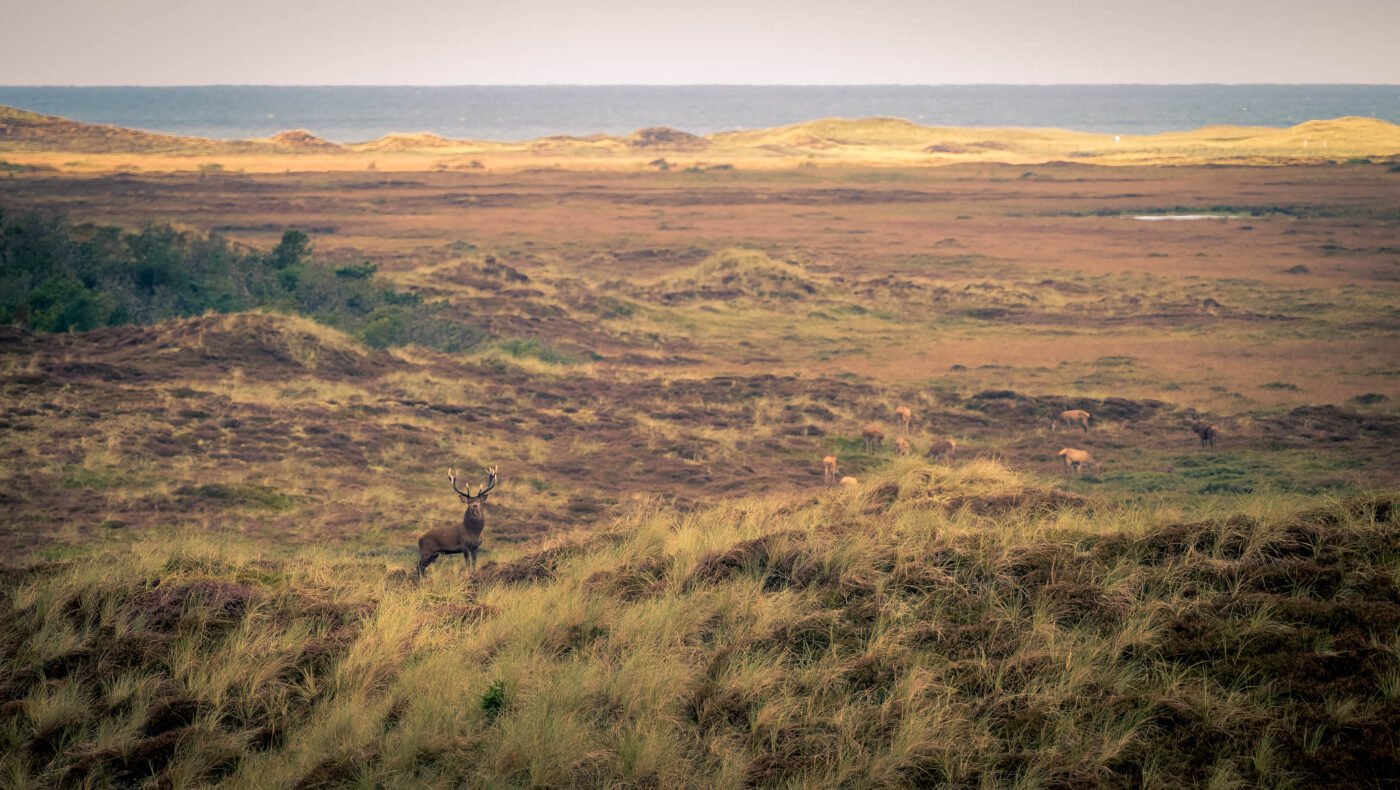Thy National Park dune landscape Denmark