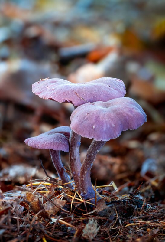 de magie van paddenstoelen in de herfst