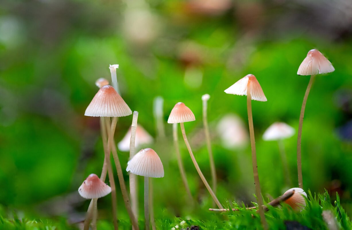 kleine paddestoelen met groen achtergrond
