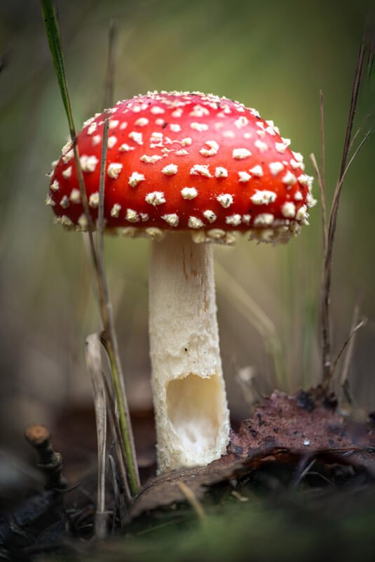 paddestoel rood met witte stippen