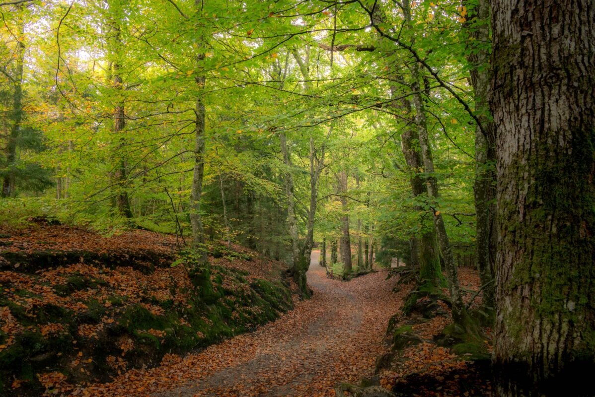 Himmelbjerget surroundings forests hiking trails autumn colours