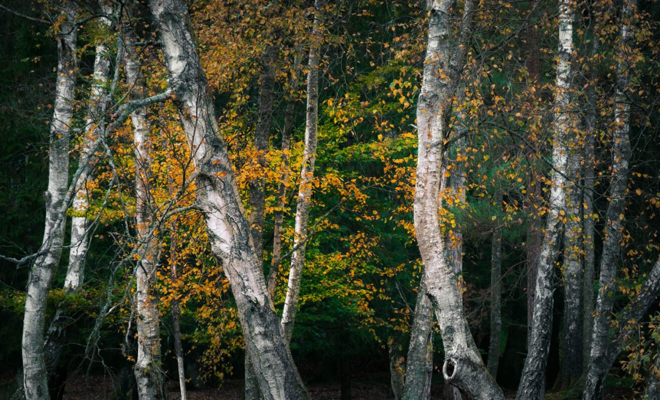 Silkeborg forests autumn colours gold
