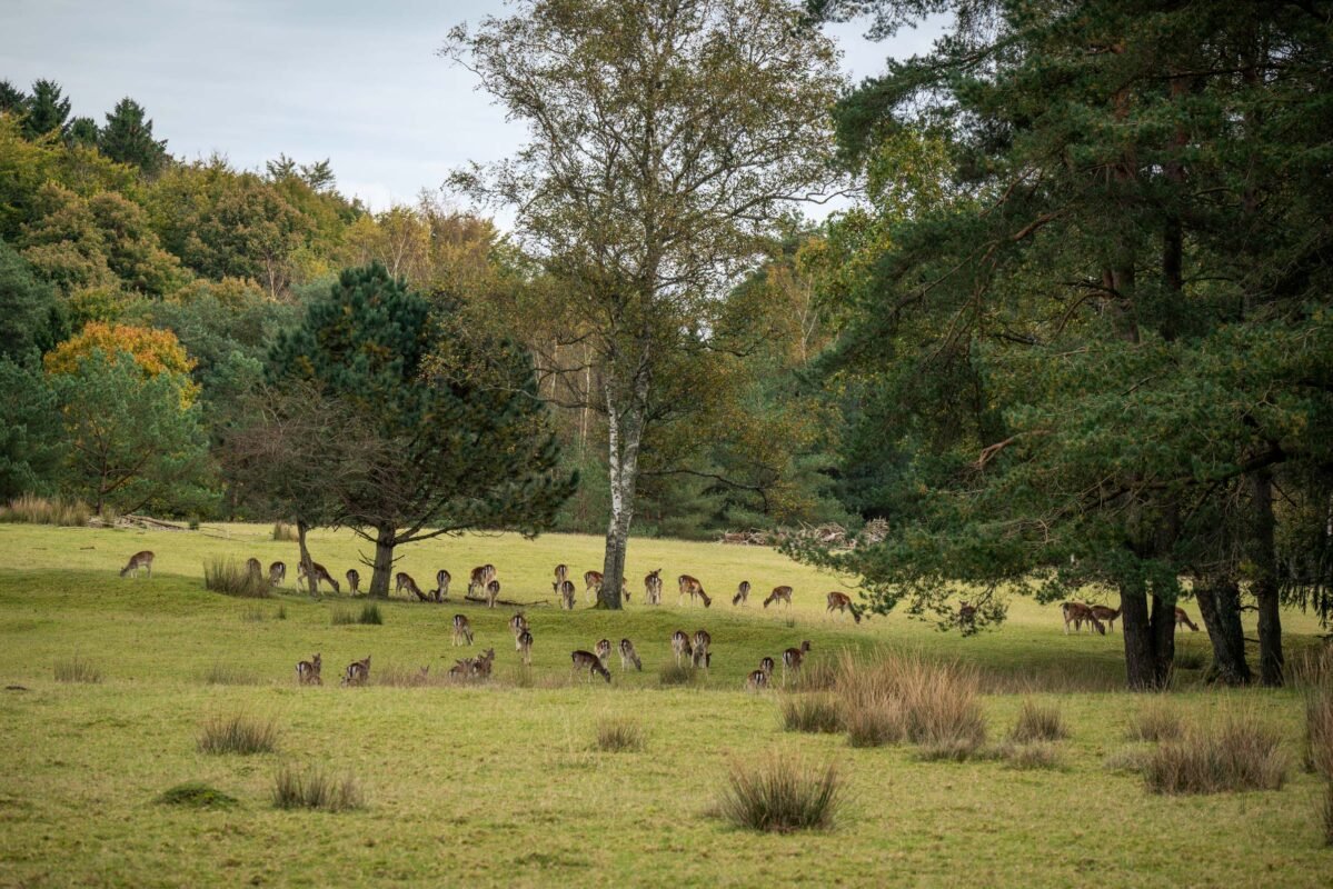 Silkeborg forests hiking path sunlight