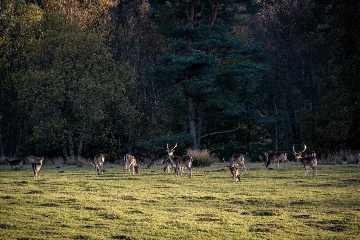 Silkeborg area golden hour light