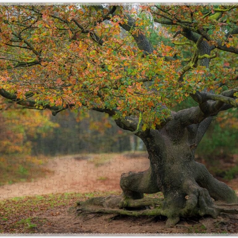 puzzel van oude eikeboom
