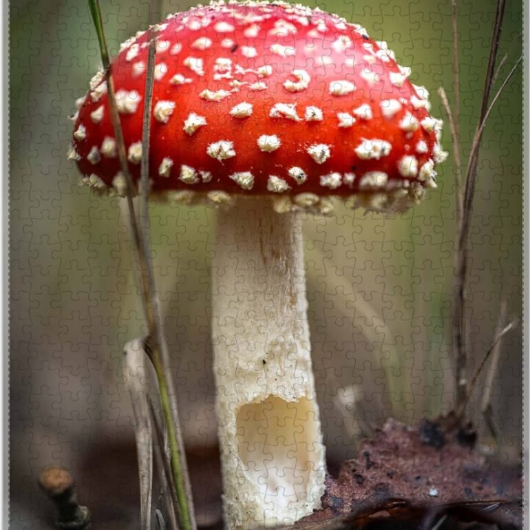 puzzel van vliegenzwam
