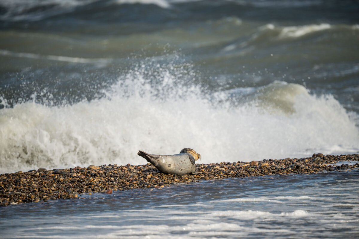 Seal Bulbjerg beach Denmark