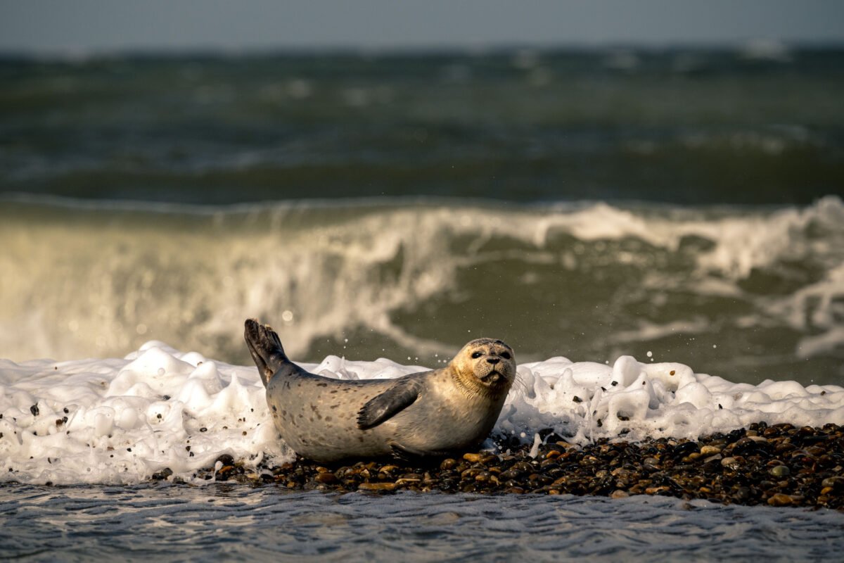 Wildlife photography Denmark