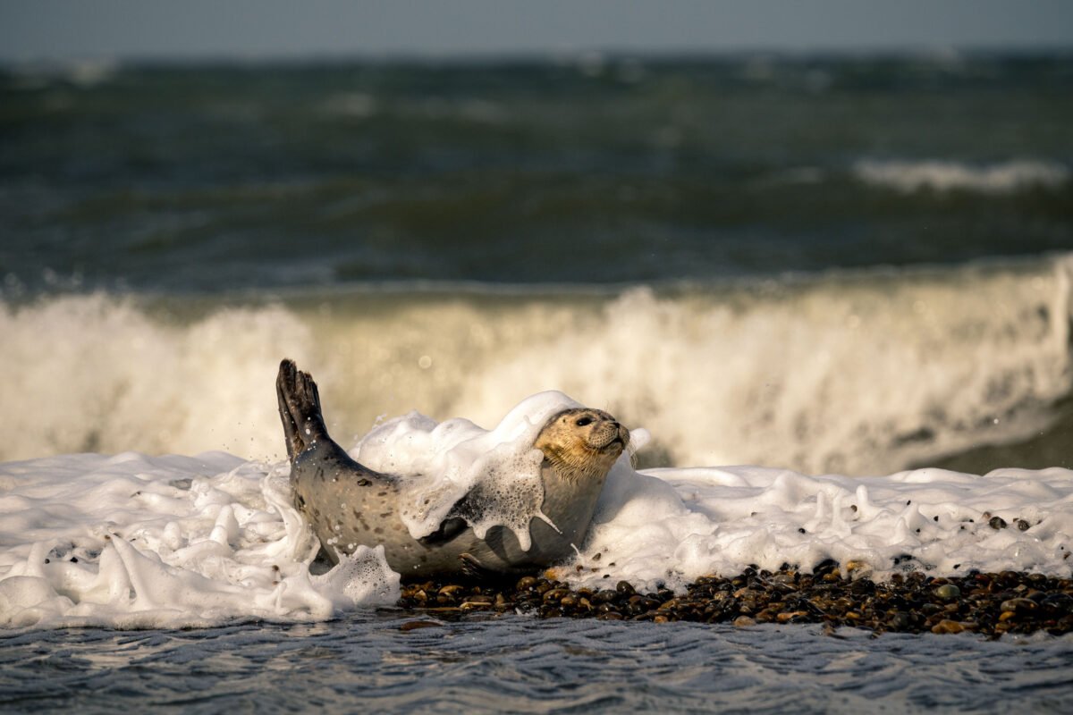 Seal washed over by waves North Sea