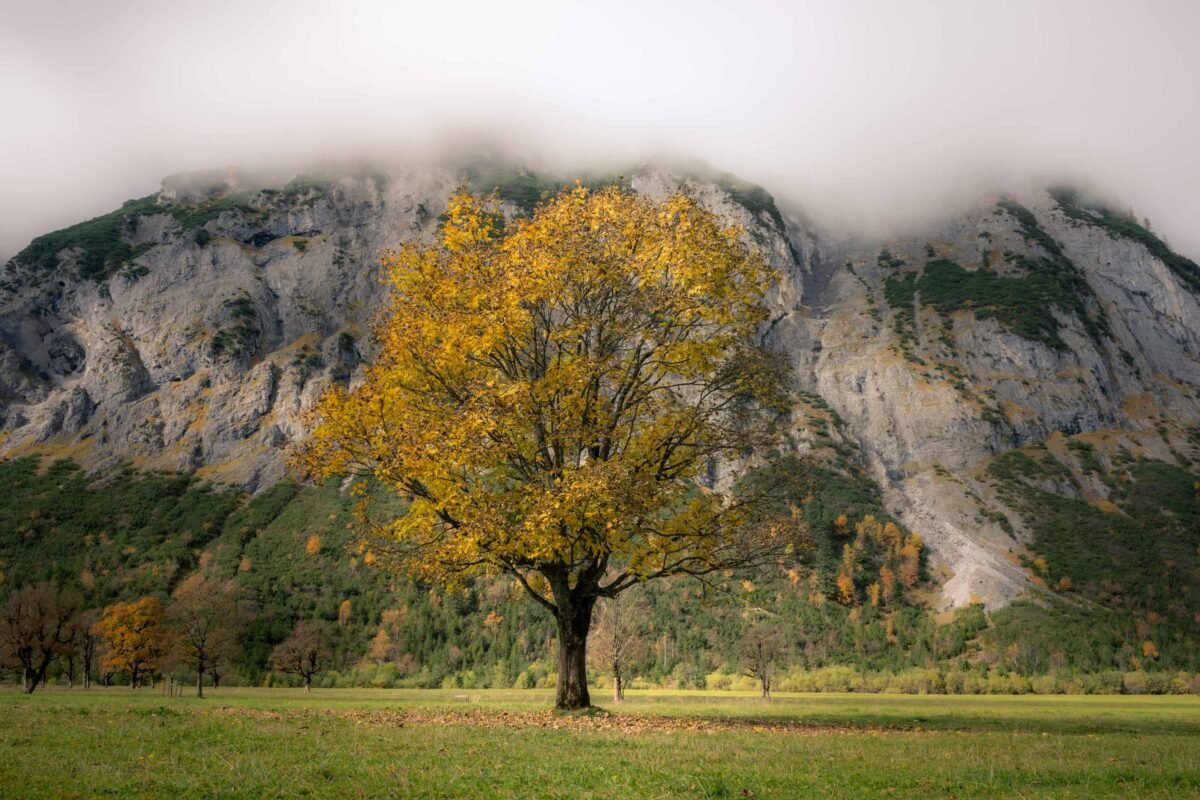 Autumn colours maple trees Ahornboden gold orange