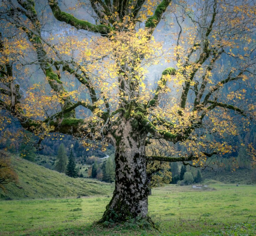 Detail maple leaves autumn yellow