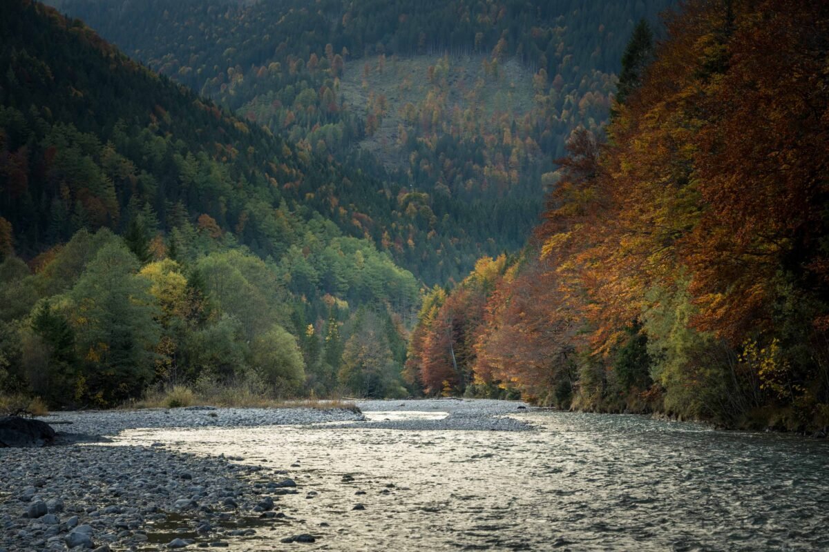 Maple trees autumn Ahornboden golden leaves
