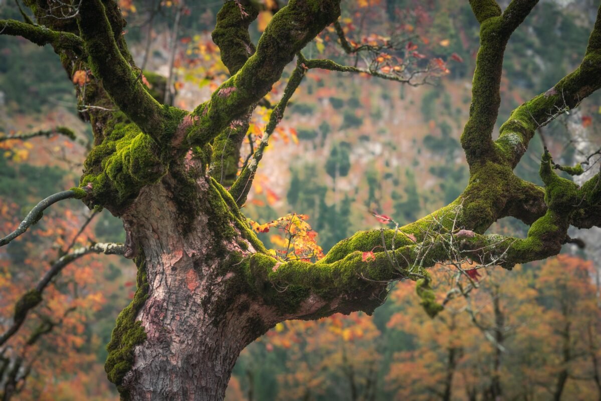 Detail old maple bark texture