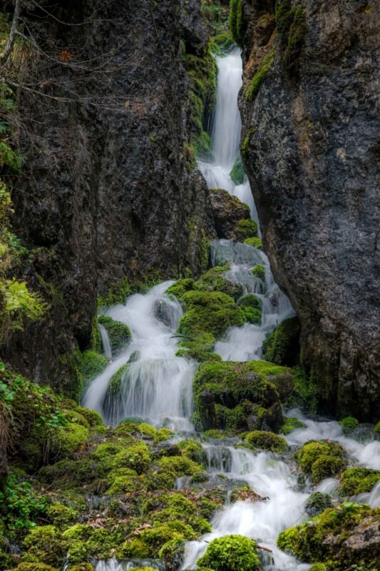 Detail of pine forest with mountain peaks