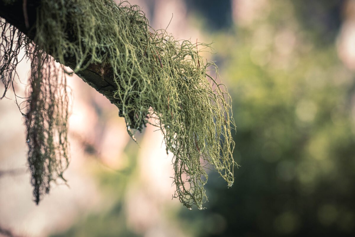 Larch in autumn colours against mountain backdrop