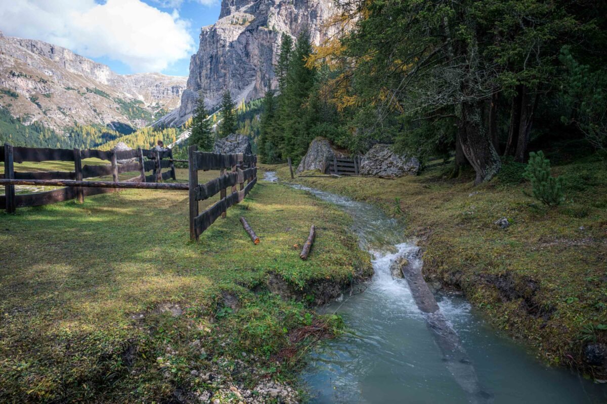 Grazing cows on the alpine meadow in Vallunga with mountains in the background