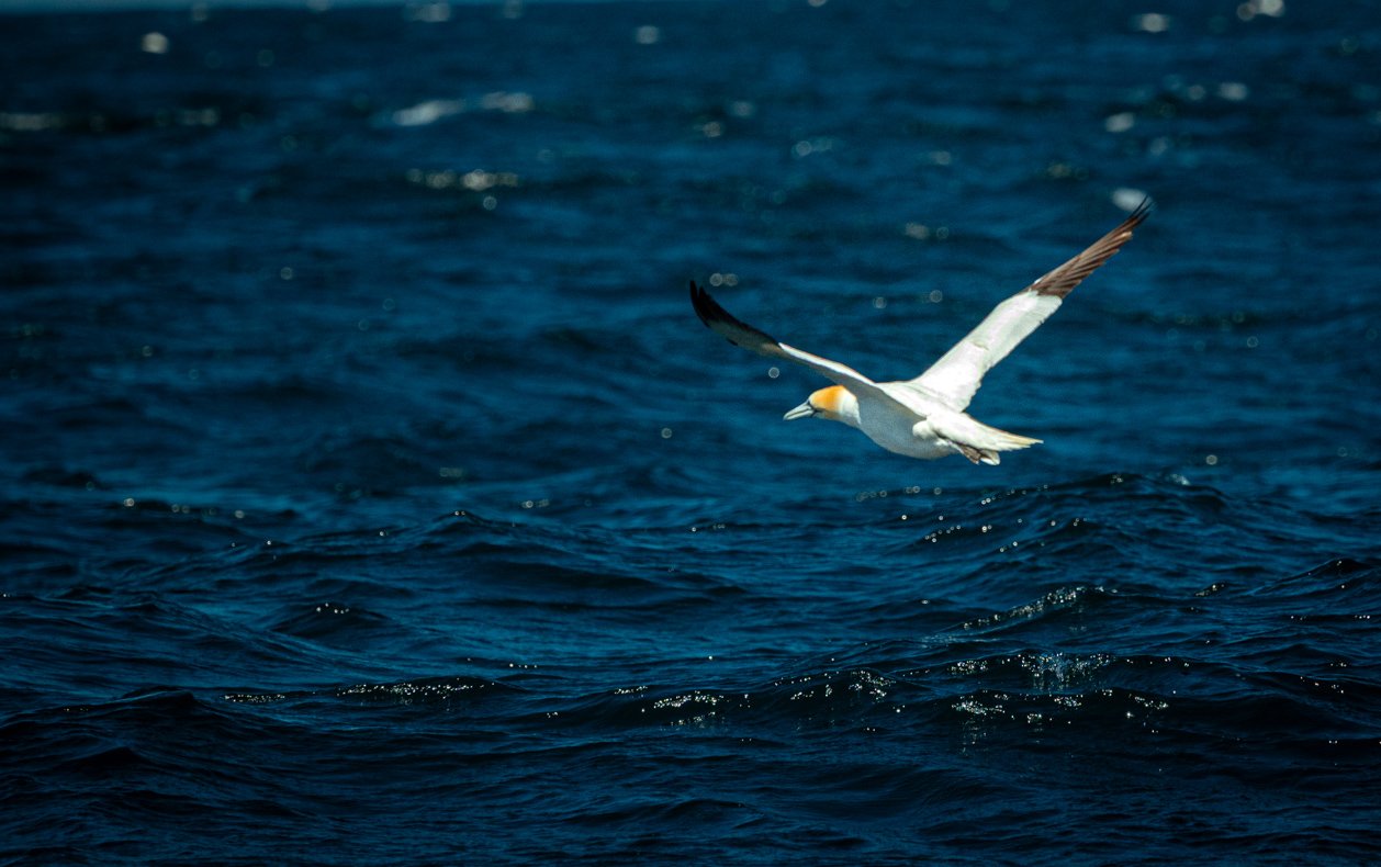 Boot nadert Skellig Michael over kalme zee