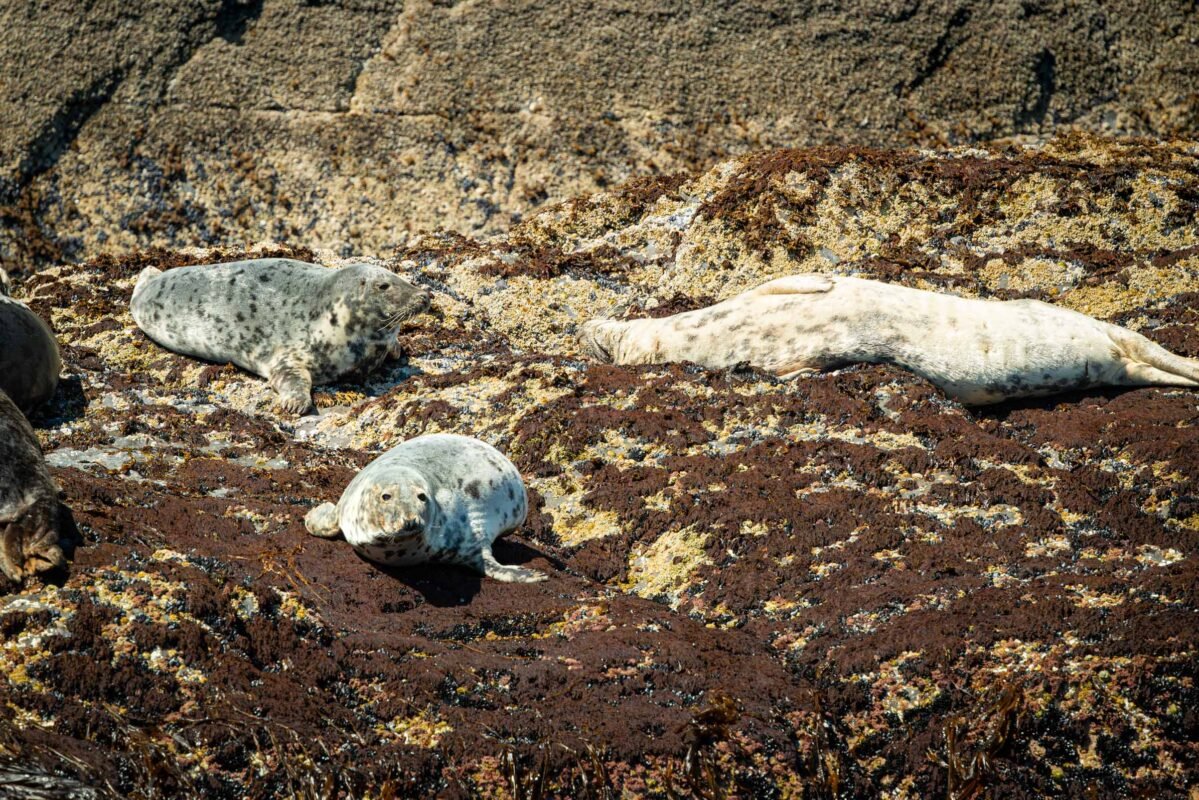 Kustlandschap bij Portmagee met groene heuvels