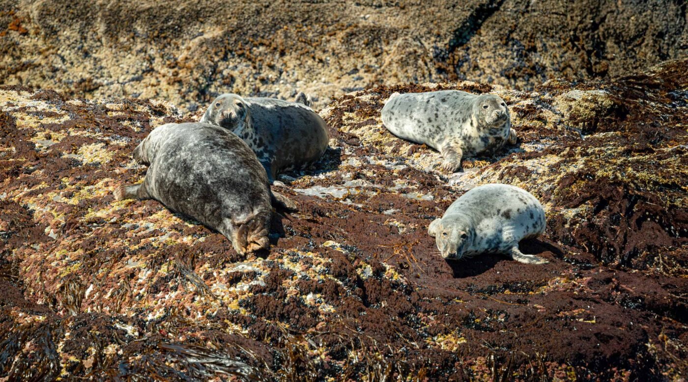 Grijze zeehonden liggen te luieren op de rotsen bij de Skellig Islands