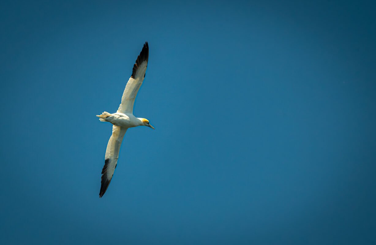 Papegaaiduiker op Skellig Michael
