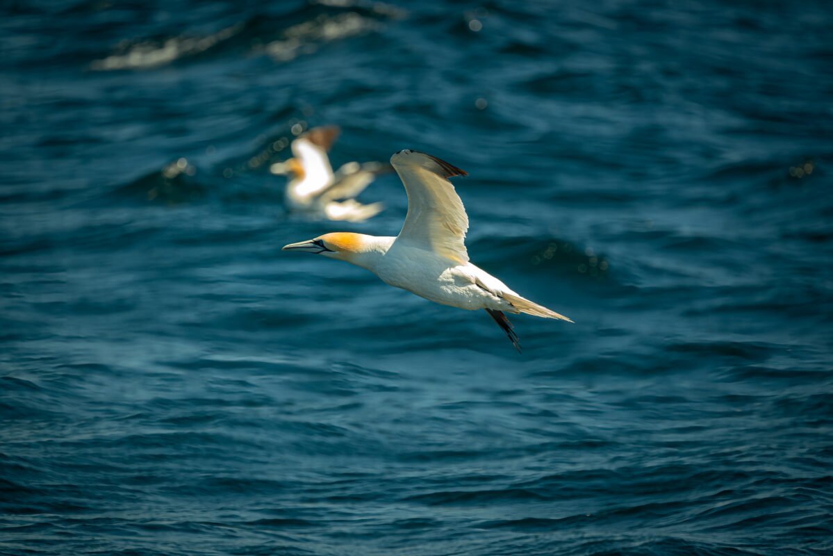 Kloostercomplex op Skellig Michael met meerdere bijenkorfhutten