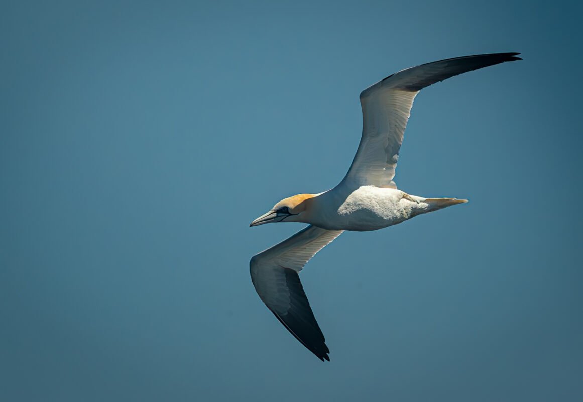 Jan-van-gent in vlucht boven de Atlantische Oceaan bij de Skellig Islands