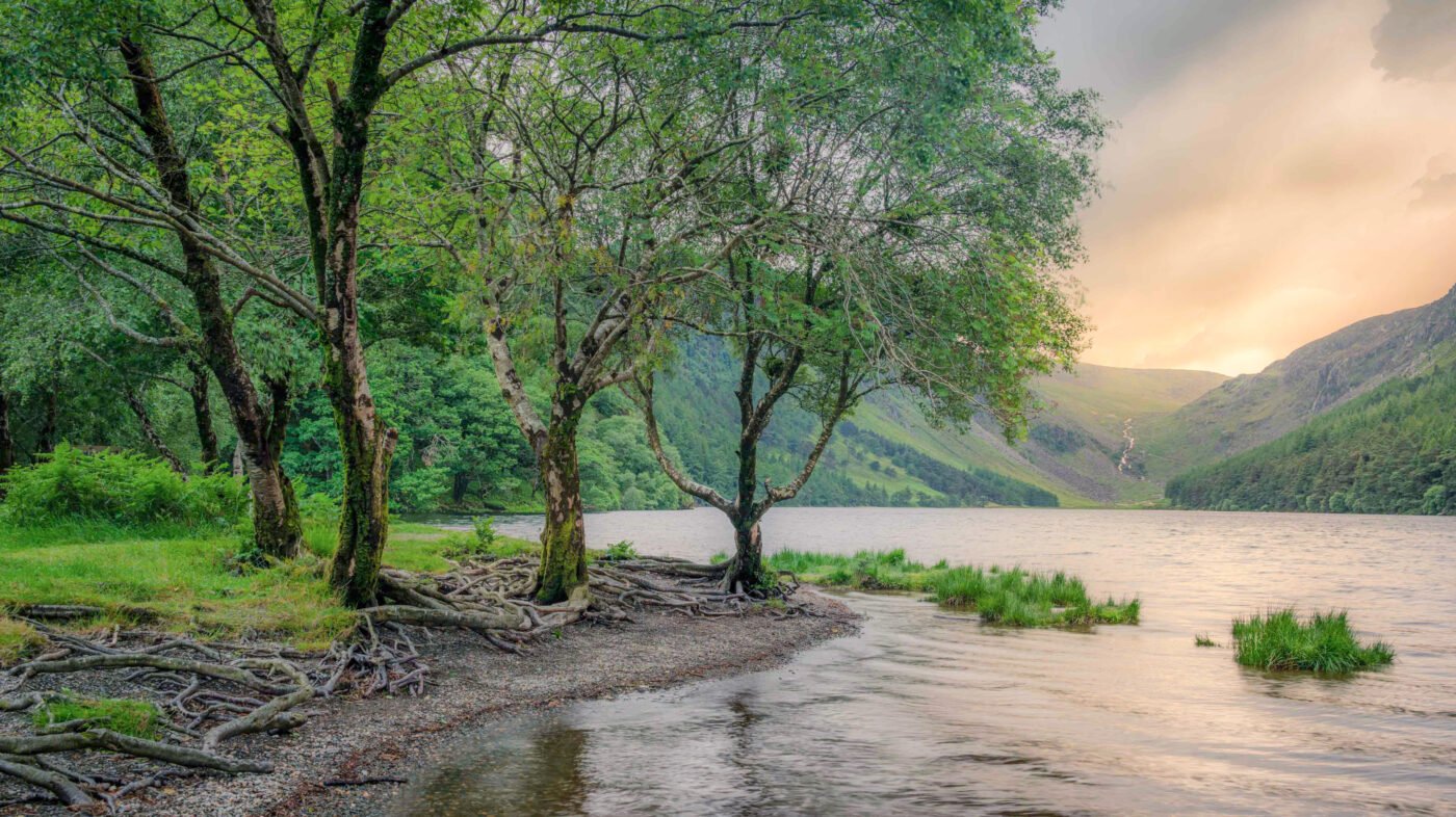 Oever van Upper Lake bij zonsondergang met bomen met blootliggende wortels en uitzicht op de Glenealo Valley