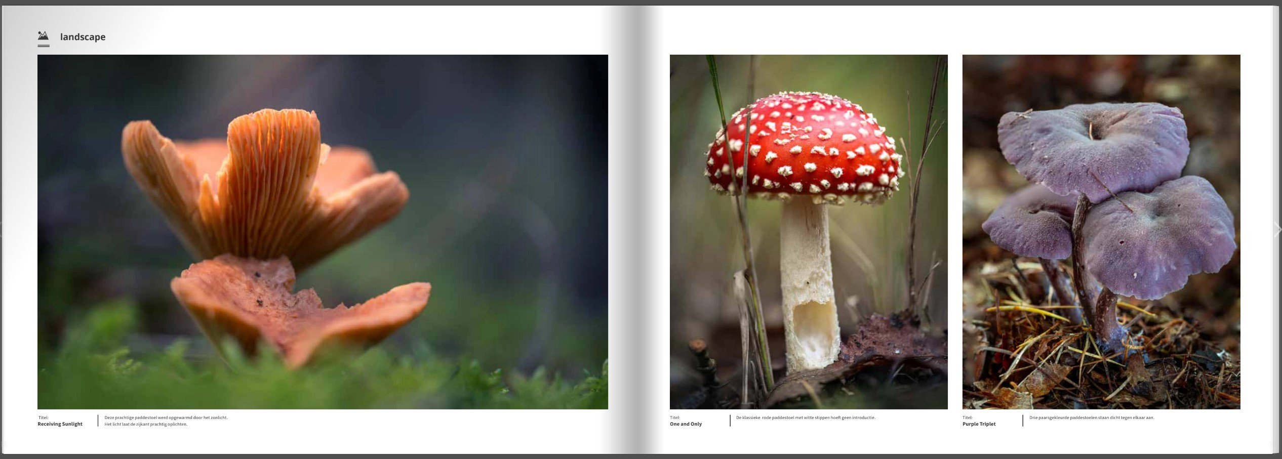 Boek Herfst – De Pracht van de Natuur – 110 Pagina’s Hardcover (Nederlands)