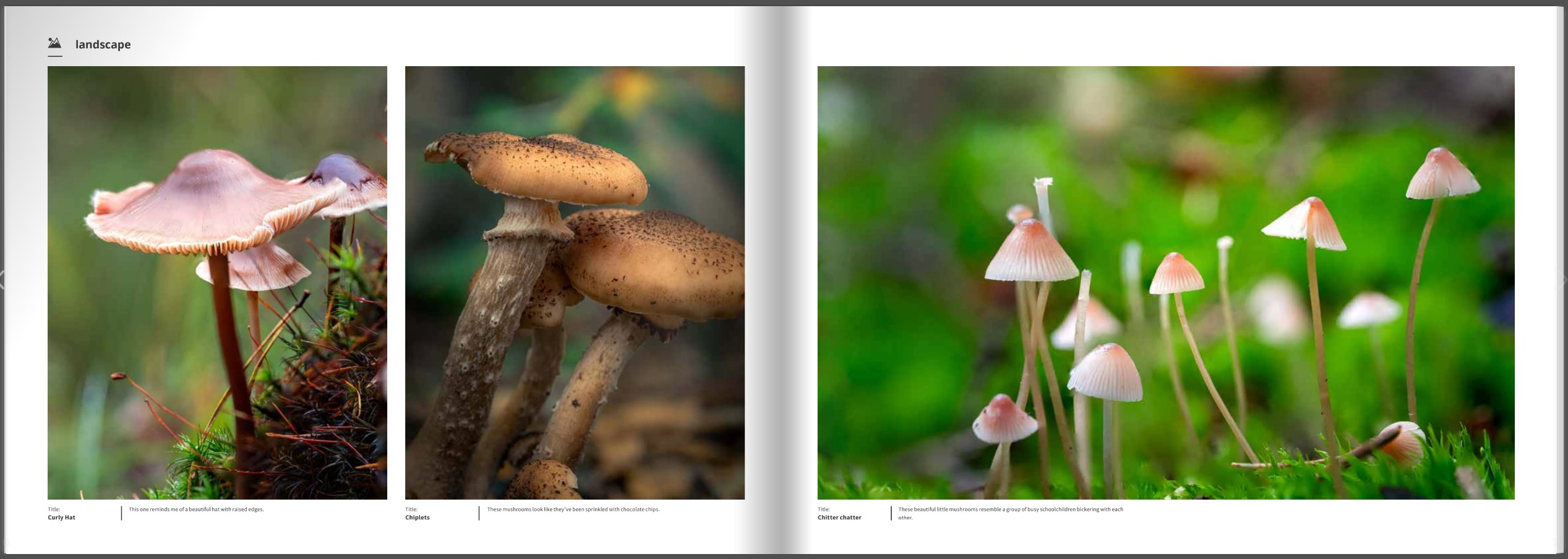 Book Autumn – The Splendour of Nature – 110 Pages Hardcover (English)
